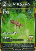 ホソヘリカメムシ