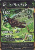 トノサマバッタ【UR】