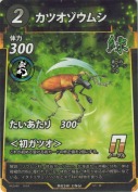 カツオゾウムシ