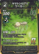 ヤマトシロアリ ワーカー
